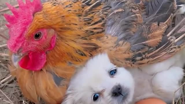 This dog is so amazing