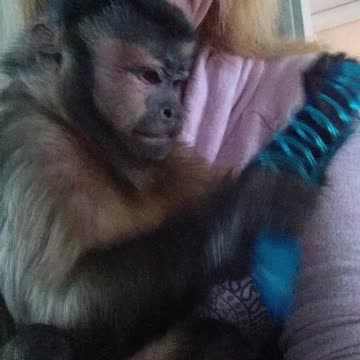 A Monkey and his slinky