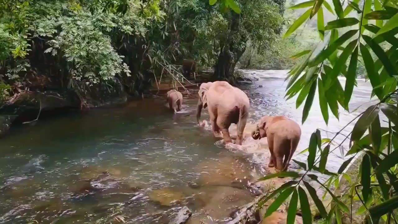 The Struggle of Elephants Crossing a River to follow their leader.