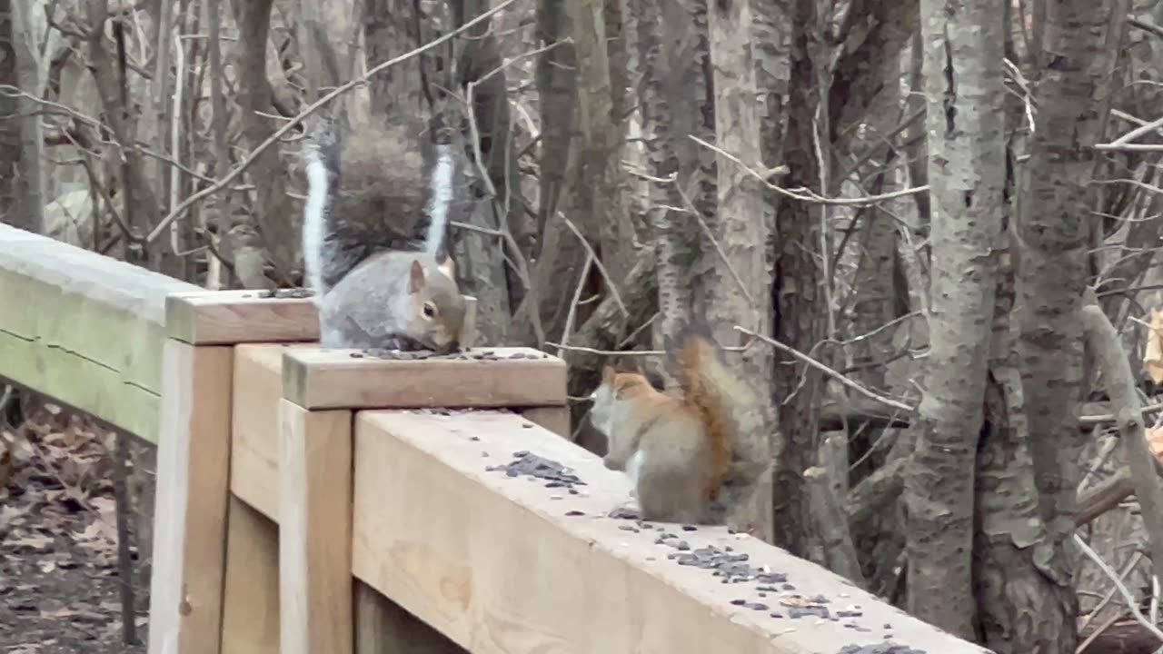 Red-Tailed squirrel and Grey squirrel having issues