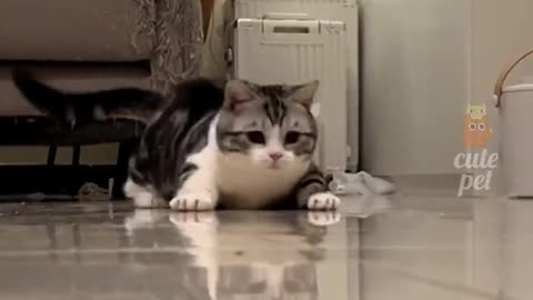 Cat funny video