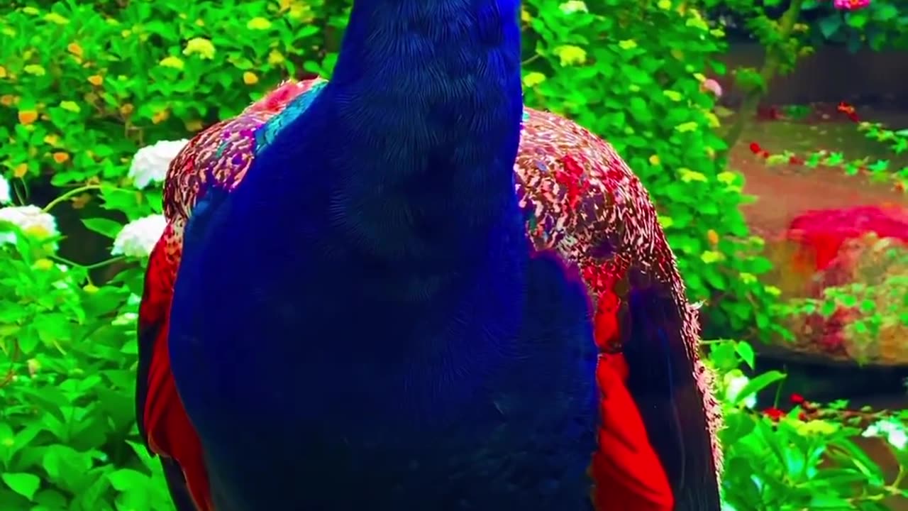 Beautiful Peacock