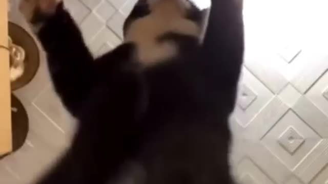 Meanwhile in cat kingdom