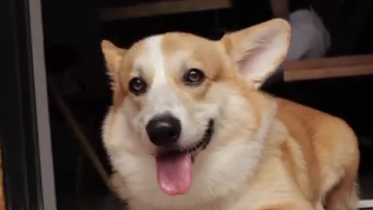 Adorable corgi dog short video