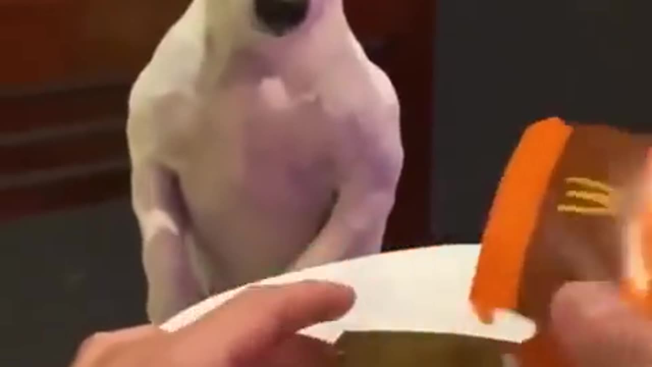 Dog Knows It Got Gyped