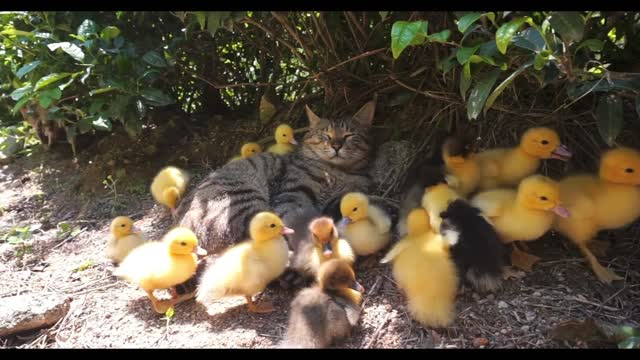 A kitten and a flock of ducklings enjoying a leisurely afternoon