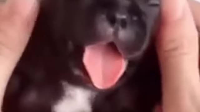 😍 Funny and cute pet videos