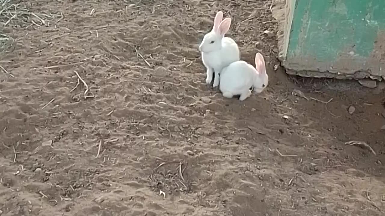 Beautiful rabbit