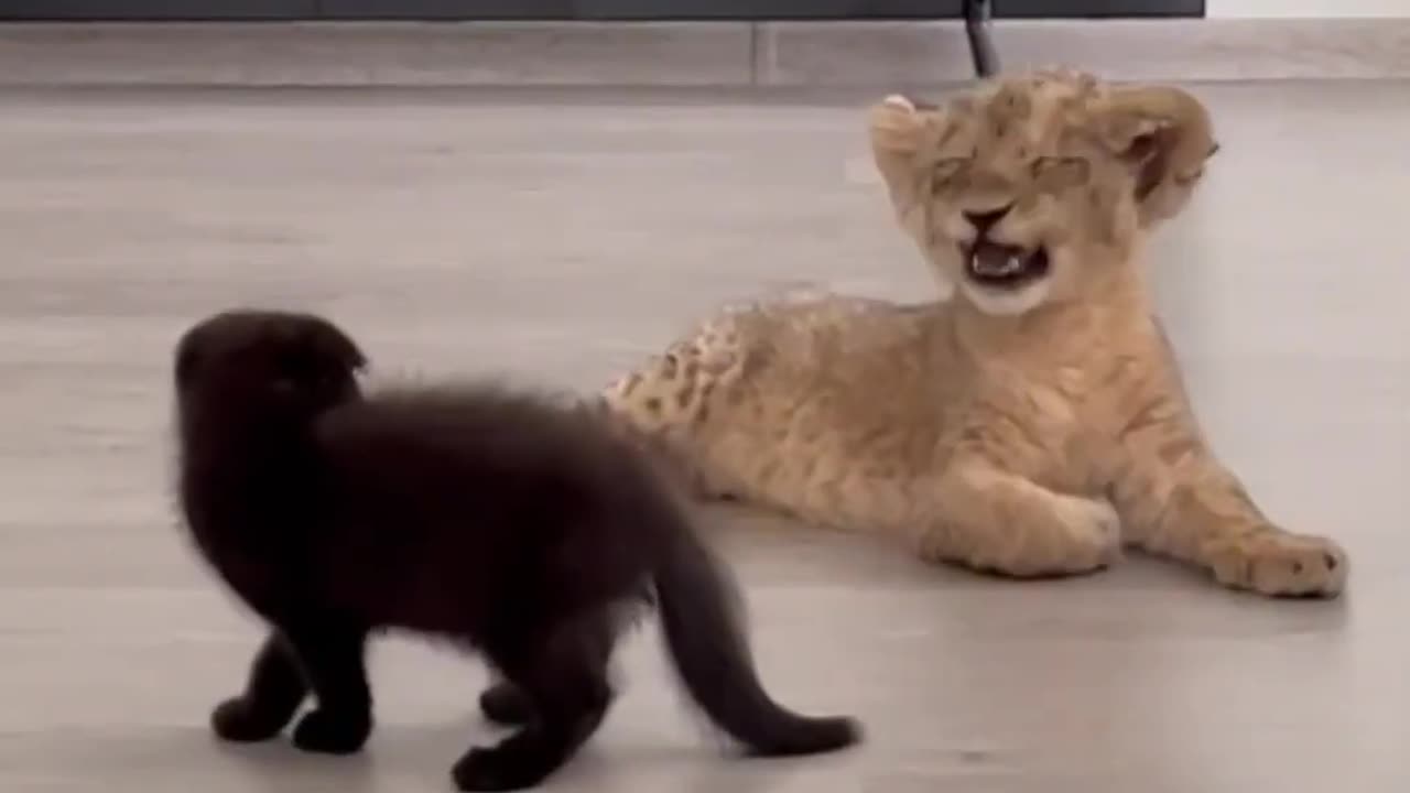 Cat vs little lion