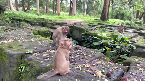 Baby puppies monkey