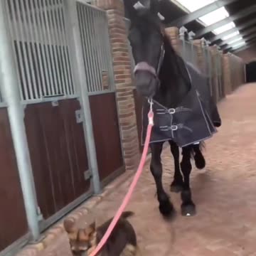 Dog and horse
