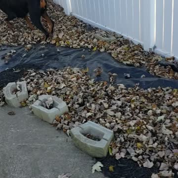 Doberman playing In The Leaves