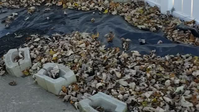 Doberman playing In The Leaves