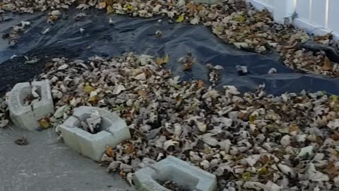 Doberman playing In The Leaves