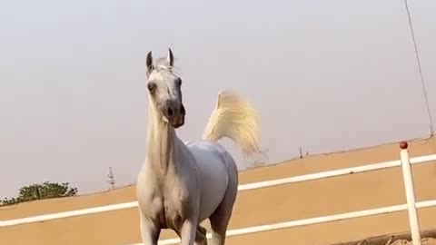 Dubai horse 🐎