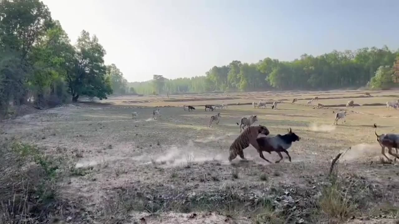 Tiger attack on cow