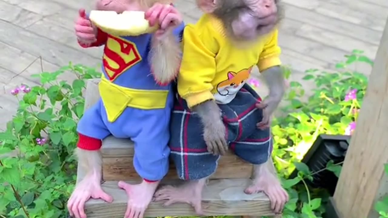 funny pets 🐵