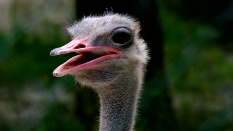 ostrich