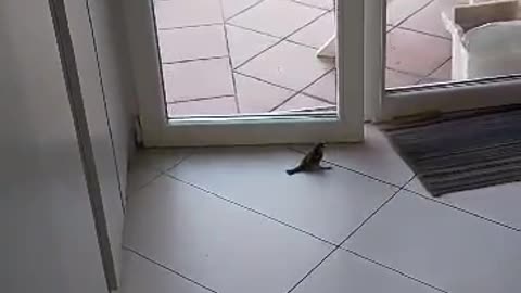 Bird trying to exit the room