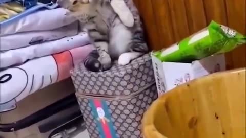 Cute cat