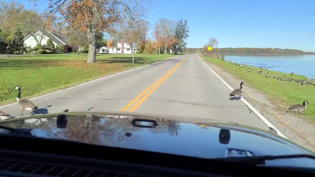 Guy and Lady Come Across a Flock of Canadian Geese Crossing the Road