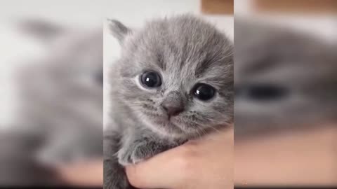 Funny Cat Video