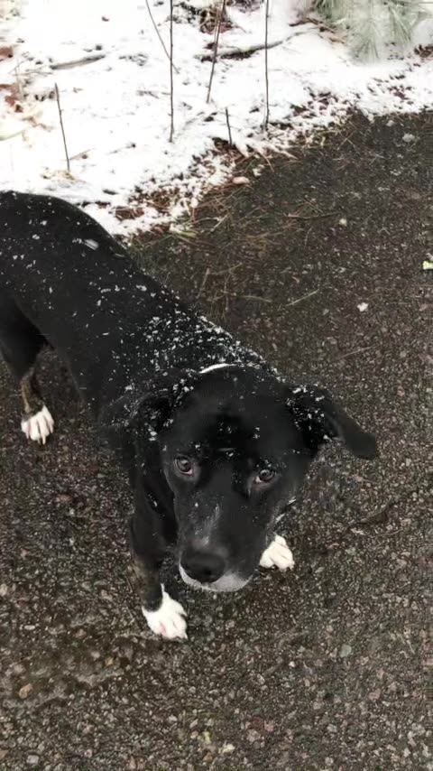 Vexine Veritas 2/26/2023 Strokes Thread intro for Twitter - Beaudoin