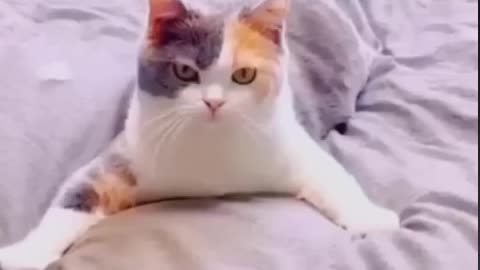 The video of the day of funny animals