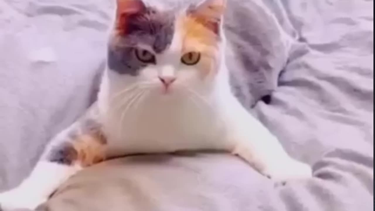 The video of the day of funny animals