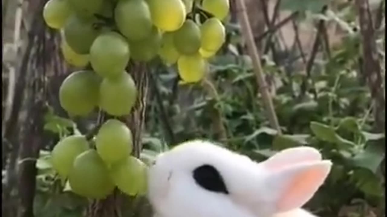 Baby rabbit at home