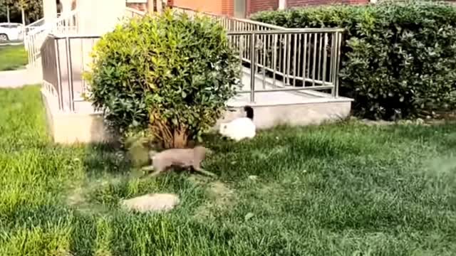 Little puppy is trying to catch a cat