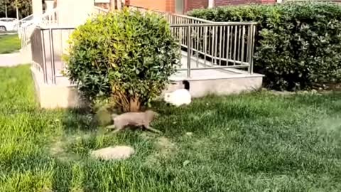 Little puppy is trying to catch a cat