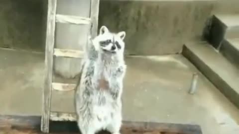 Respectful raccoon asking for food by raising hands from afar