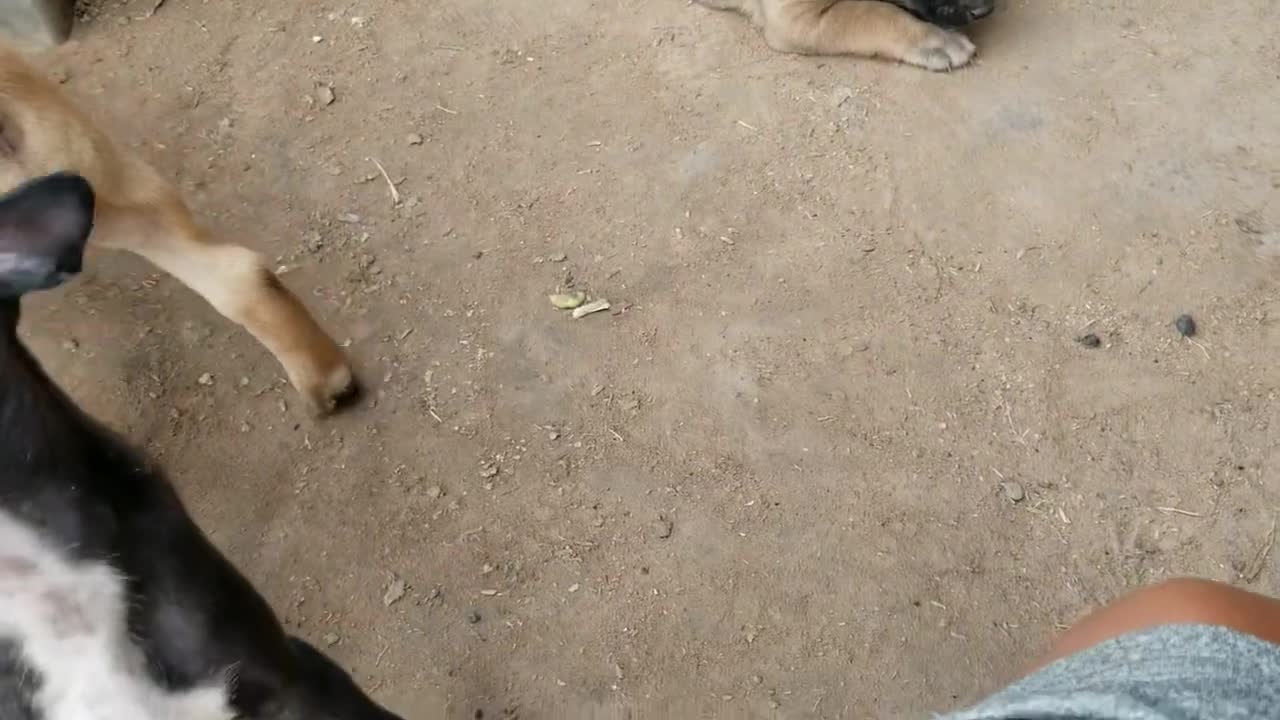 Dear Puppy