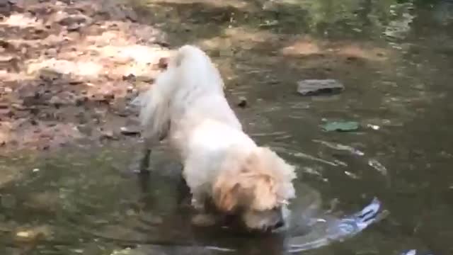 Dog and Some Water