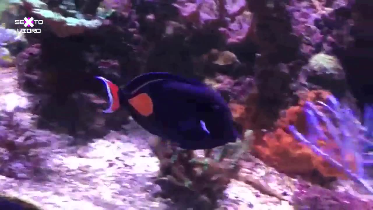 ACHILLES FISH (ACANTHURUS ACHILES)