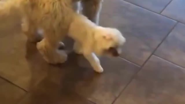 Funny dog and cat videos