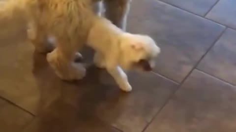 Funny dog and cat videos