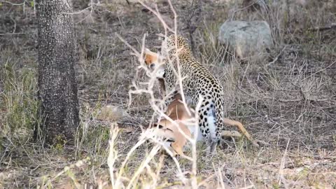 Leopard's prey