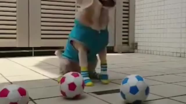 Cute dog caught balls
