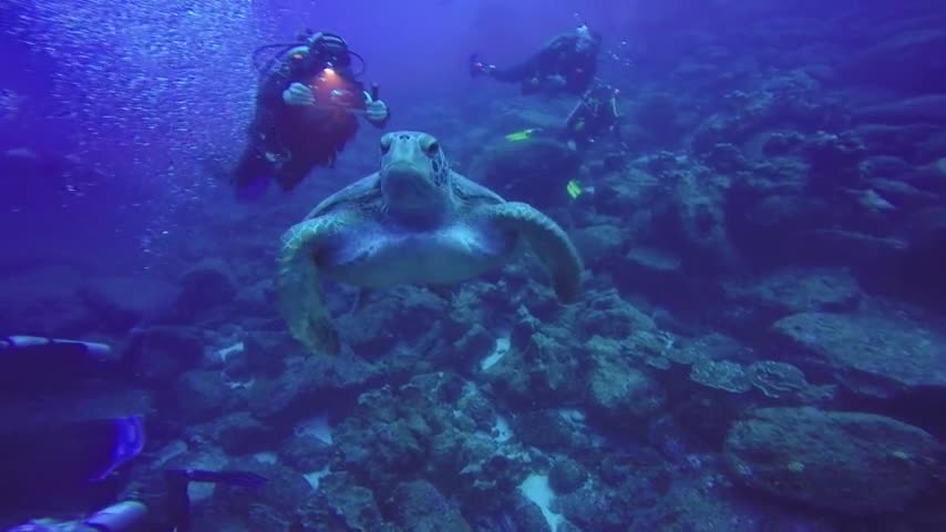 Turtle kissing the camera.