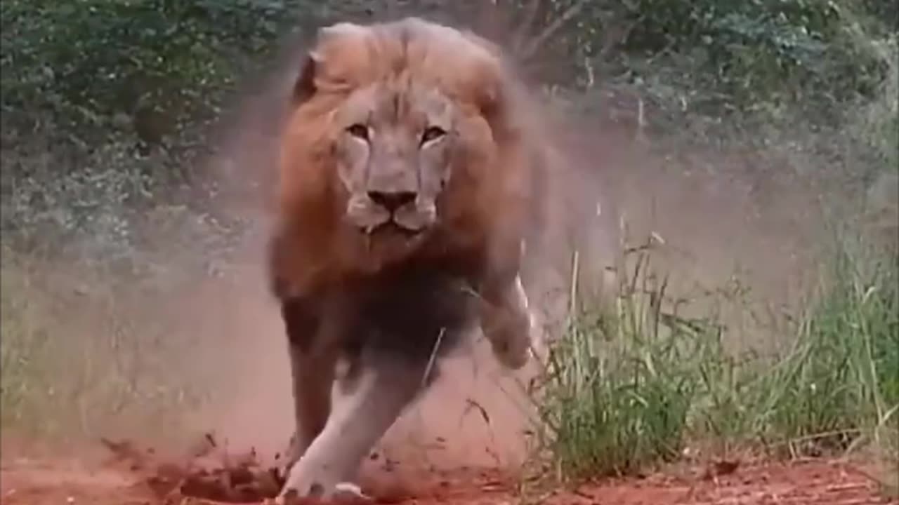 Lions runinig in forest