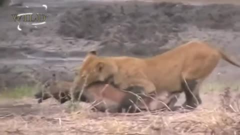 How the Lion overthrew the brave Impala!