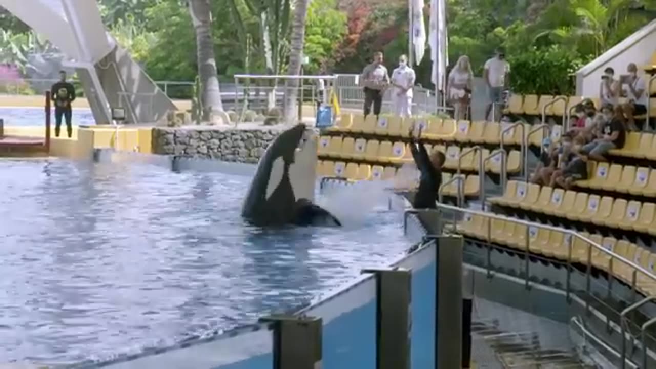 Orca Morgan's life in captivity