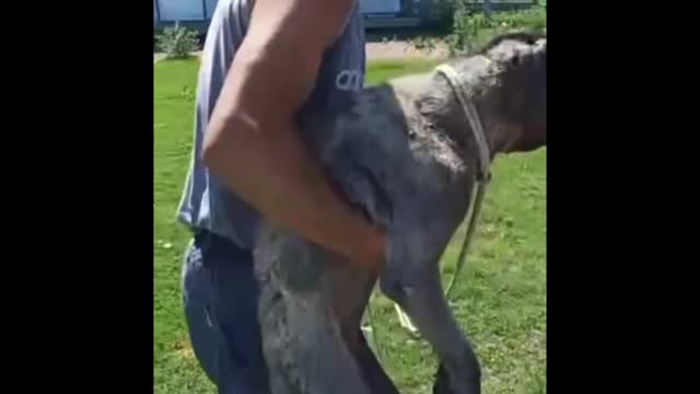 What Is Take You Into the Animal World, Anyway?