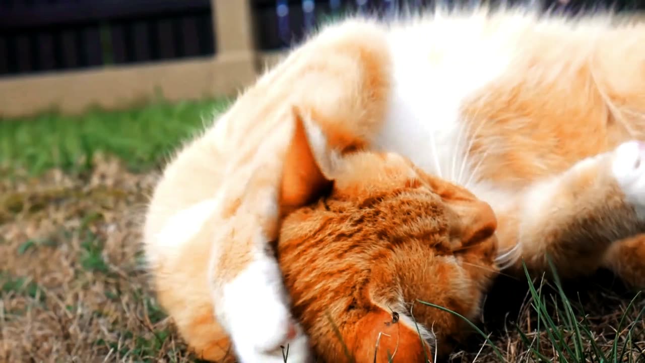 Adorable Cat Plays and Makes You Smile