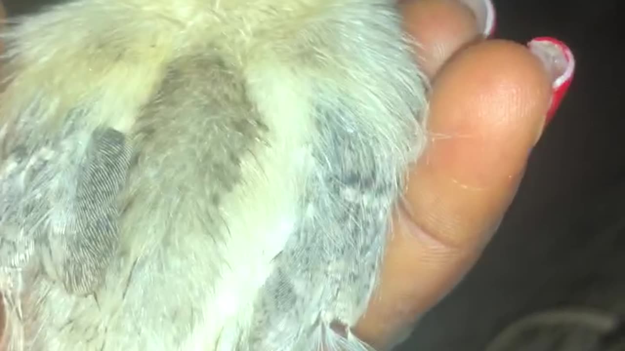 A day old chick