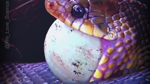 "The Fascinating Feeding Habits of Snakes: Exploring Their Consumption of Other Animals' Eggs"