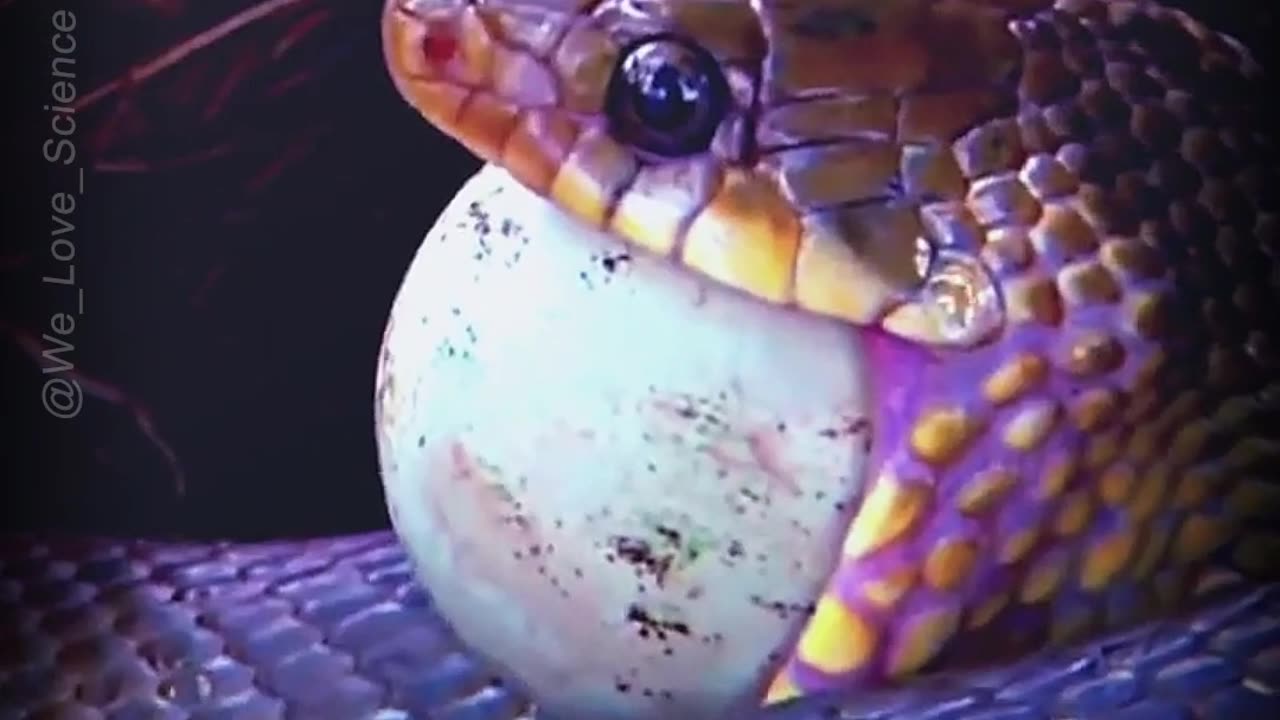 "The Fascinating Feeding Habits of Snakes: Exploring Their Consumption of Other Animals' Eggs"
