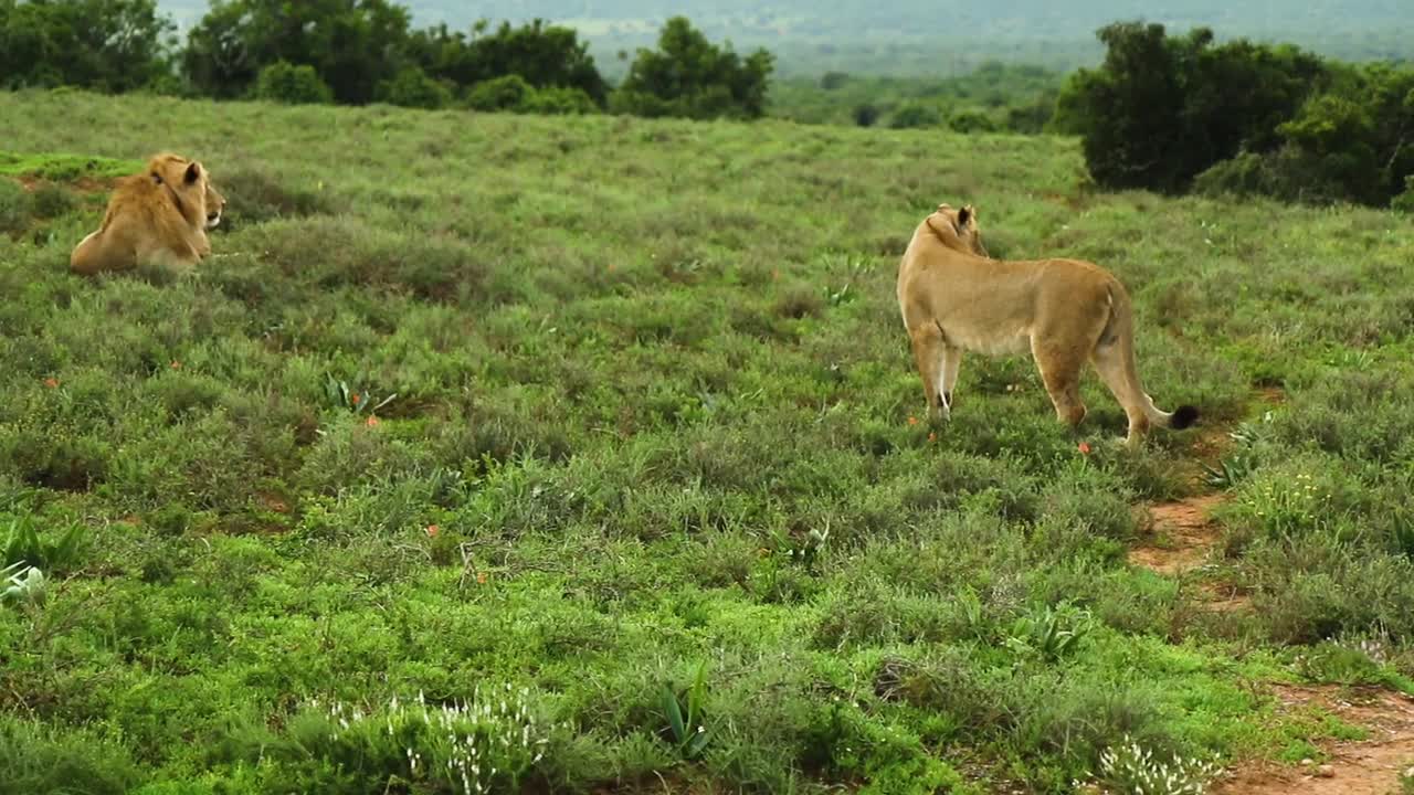 Lion in the forest